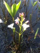 Bukkeblad (Menyanthes trifoliata)