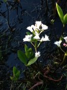 Bukkeblad (Menyanthes trifoliata)