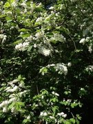 Hegg (Prunus padus)