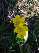 Bekkeblom (Caltha palustris)