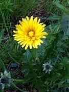 Løvetannslekta (Taraxacum)