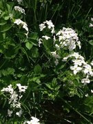 Cuckooflower (Cardamine pratensis)