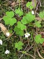 Gjøkesyre (Oxalis acetosella)