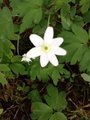 Hvitveis (Anemone nemorosa)