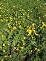 Bekkeblom (Caltha palustris)