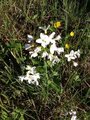 Engkarse (Cardamine pratensis)