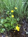 Bekkeblom (Caltha palustris)