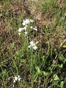 Cuckooflower (Cardamine pratensis)