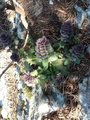 Jonsokkoll (Ajuga pyramidalis)