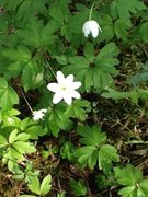 Hvitveis (Anemone nemorosa)