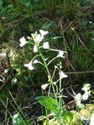 Cuckooflower (Cardamine pratensis)