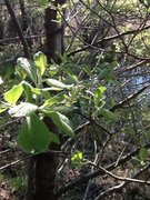 Ørevier (Salix aurita)