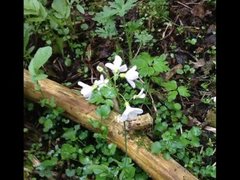 Cuckooflower (Cardamine pratensis)