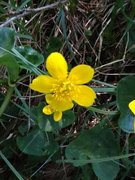 Bekkeblom (Caltha palustris)