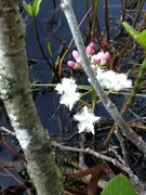 Bukkeblad (Menyanthes trifoliata)