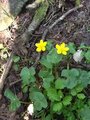 Bekkeblom (Caltha palustris)