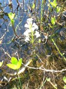 Bukkeblad (Menyanthes trifoliata)