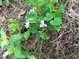 Skogfiol (Viola riviniana)