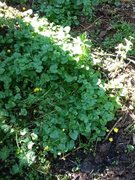 Vårkål (Ranunculus ficaria)