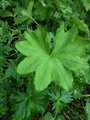 Marikåpe (Alchemilla sp.)