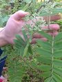 Rogn (Sorbus aucuparia)