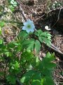 Hvitveis (Anemone nemorosa)