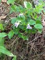 Skogfiol (Viola riviniana)