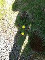 Løvetannslekta (Taraxacum)