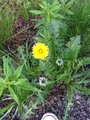 Løvetannslekta (Taraxacum)