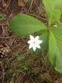 Skogstjerne (Trientalis europaea)