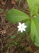 Skogstjerne (Trientalis europaea)