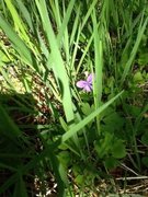 Skogfiol (Viola riviniana)