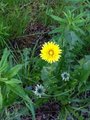 Løvetannslekta (Taraxacum)