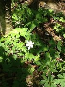 Hvitveis (Anemone nemorosa)