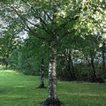 Bjørk (Betula pubescens)