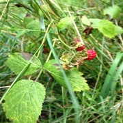 Bringebær (Rubus idaeus)