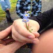 Forglemmegei (Myosotis sp.)