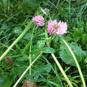 Rødkløver (Trifolium pratense)