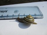 Hagesnegl (Cepaea hortensis)