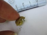 Hagesnegl (Cepaea hortensis)