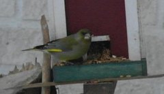 Grønnfink (Carduelis chloris)