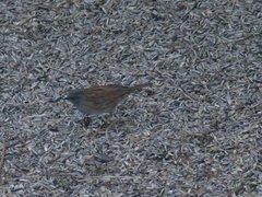 Hedge Accentor (Prunella modularis)