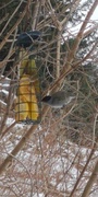 Blackcap (Sylvia atricapilla)