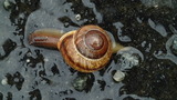 Krattsnegl (Arianta arbustorum)