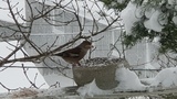 Kjernebiter (Coccothraustes coccothraustes)