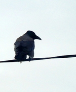 Hooded Crow (Corvus cornix)
