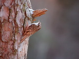 Trekryper (Certhia familiaris)