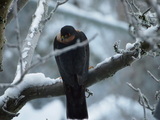 Spurvehauk (Accipiter nisus)