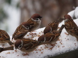 Pilfink (Passer montanus)