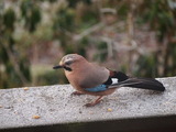 Nøtteskrike (Garrulus glandarius)